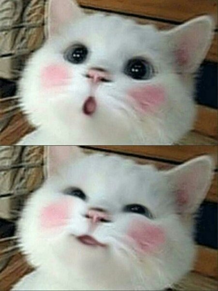 Кот с розовыми щечками
