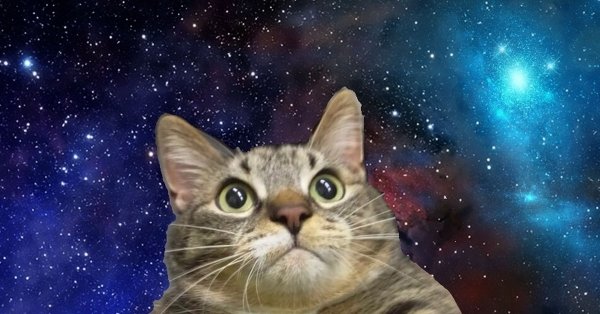 Котэ в космосе