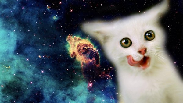 Котик в космосе