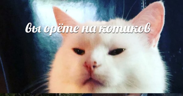 Красивое коты Мем рыба
