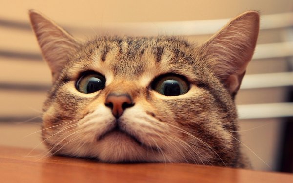 Смешной кот