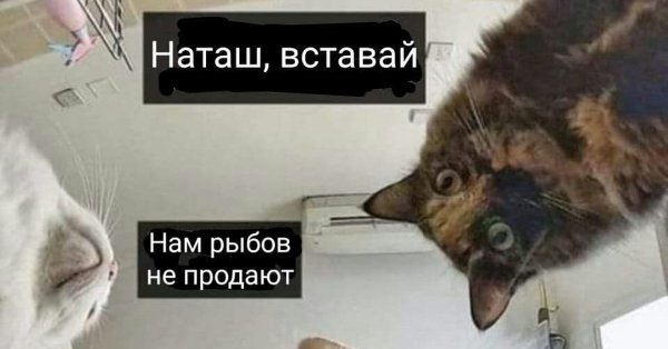 Мемы про котов вы продаете Рыбов