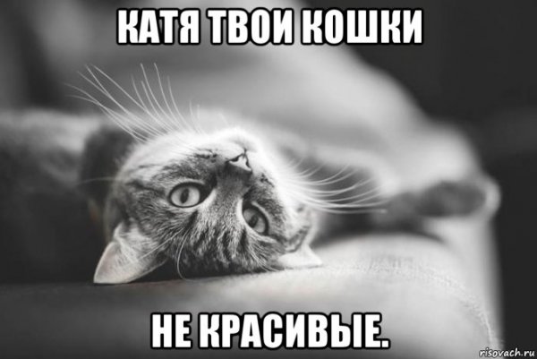 Мемы про котов красивое