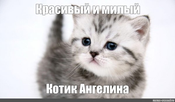 Красивые коты мемы