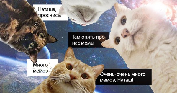 Мем с котами и рыбой