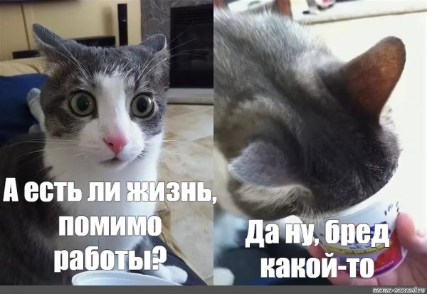 Мем с котом Пидрила