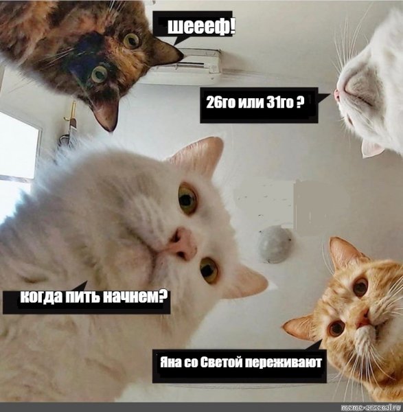 Котики арты