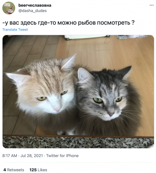 Котики и рыбы Мем