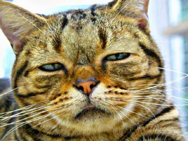 Замученный кот