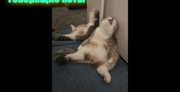 Кот устал Мем