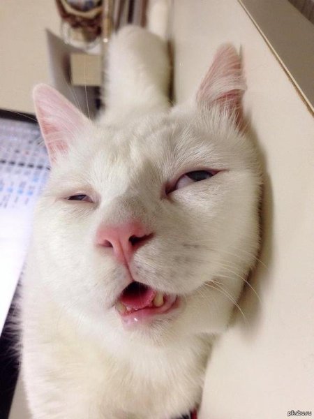 Коты мемы