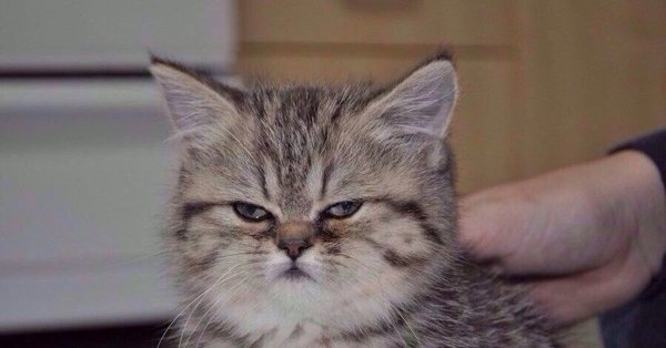 Уставший кот Мем