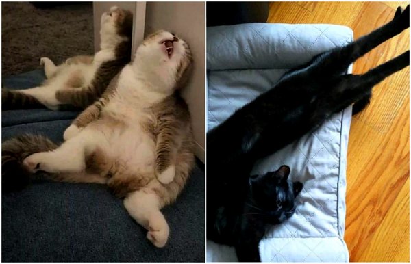 Уставший кот Мем