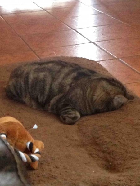 Кот уткнулся головой