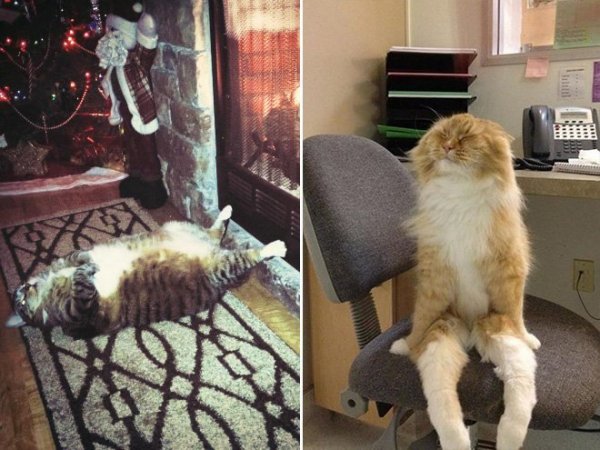 Уставшие кошки смешные