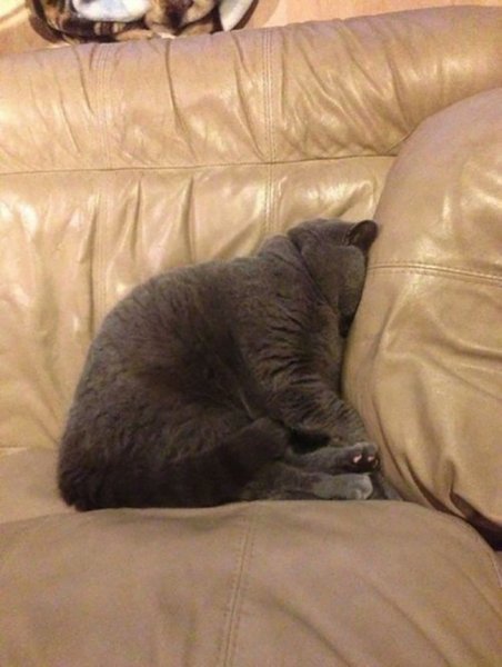 Кот мордой в подушку