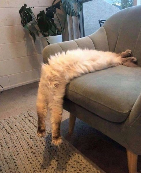 Ленивый кот