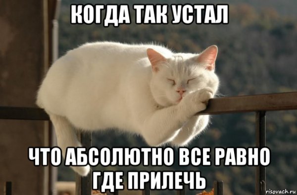 Уставший котик мемы