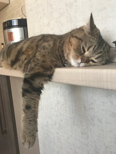 Кот устал