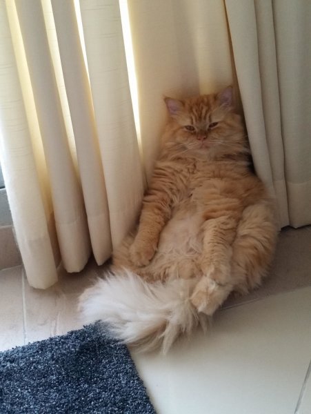 Уставший котенок