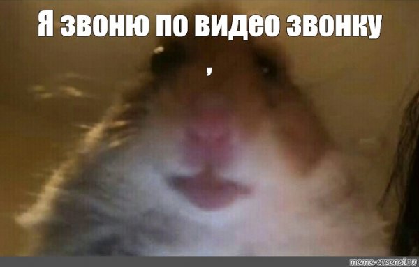 Хомячок Мем
