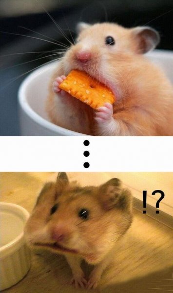 Хомяк Мем
