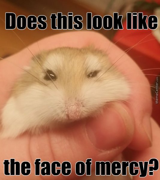 Хомяк Мем
