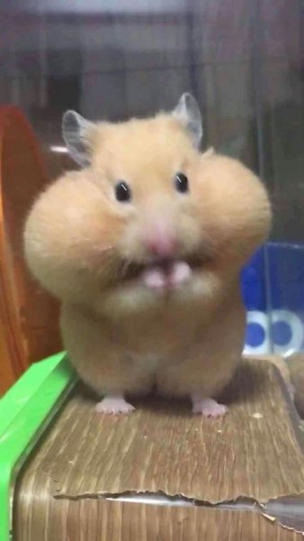 Селфи хомяка