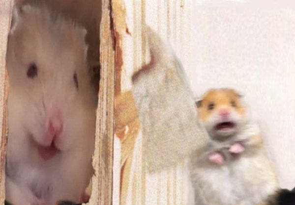 Хомяк пугается