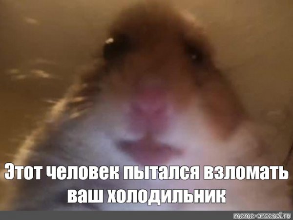 Хомяк на конференции