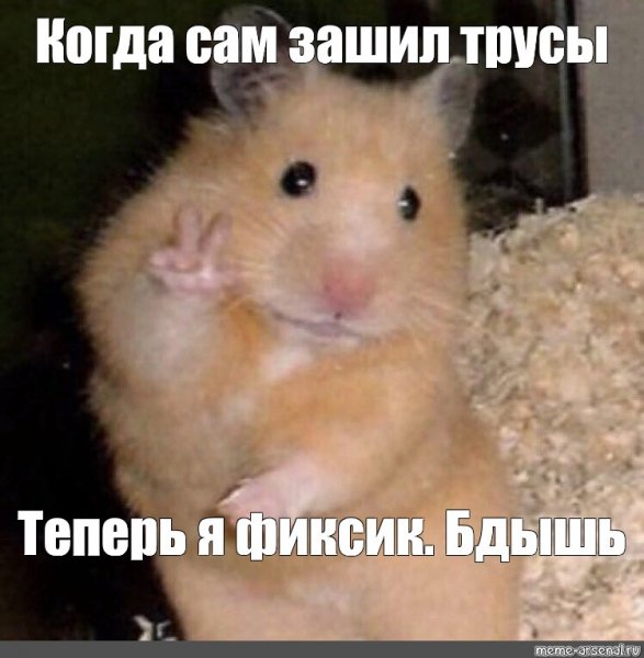 Мемы про хомяков