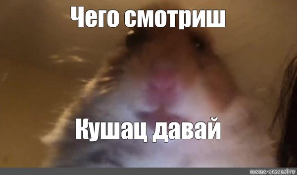 Мемы с хомяками без надписей