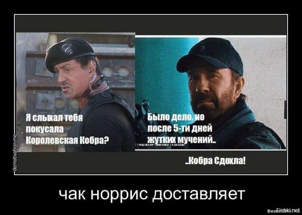 Чак Норрис демотиваторы