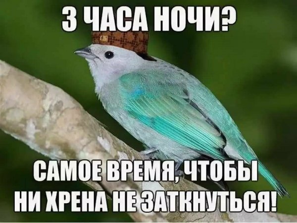 Мемы с надписями