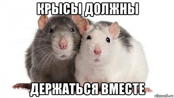 Крысы две обнимаются в меме (43 фото)