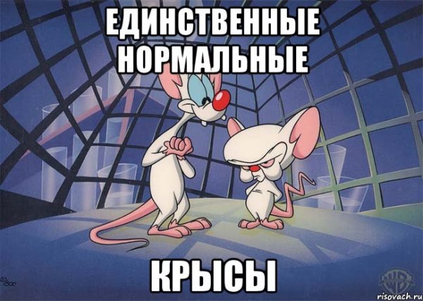 Крысы любовь