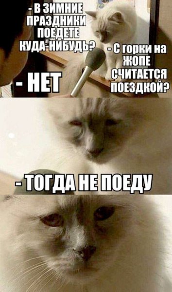 Грустный кот Мем