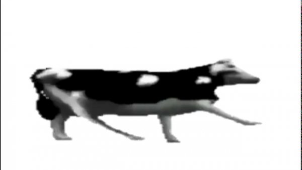 Корова гифка