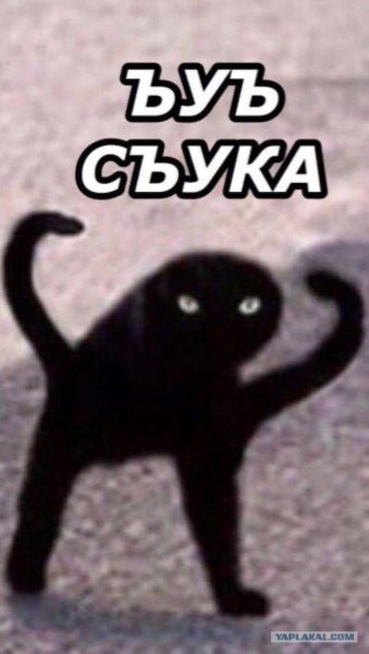 Ъуъ съука черный кот в меме (46 фото)