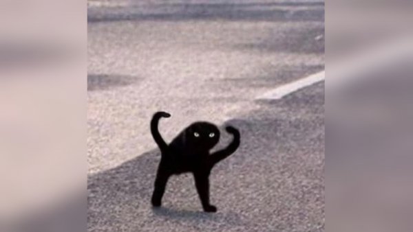 Мем чёрный кот ЪУЪ