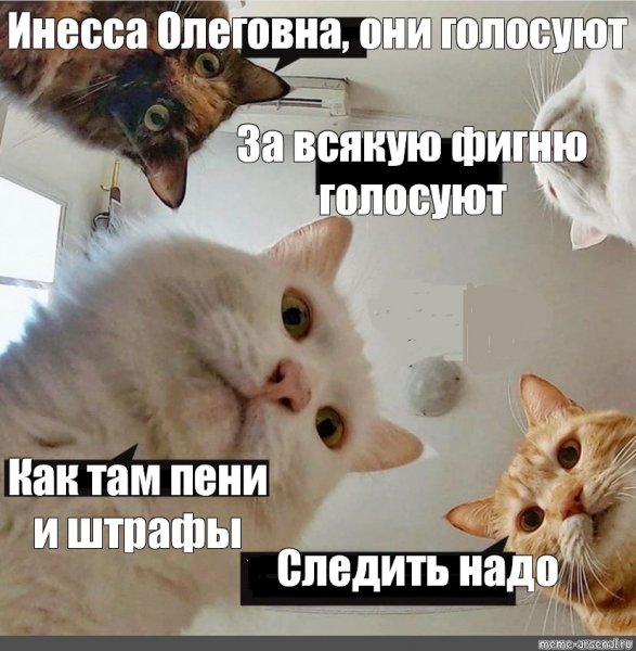 Картинка с котами Наташа вставай