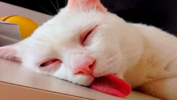 Мемы про сонного кота (48 фото)