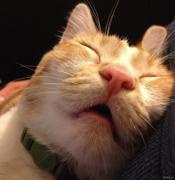 Спящий кот смешной