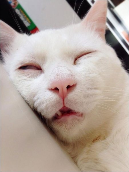 Смешные морды котов