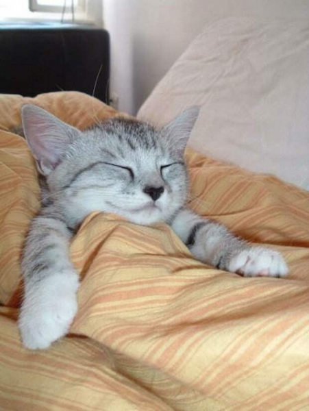 Котик хочет спать