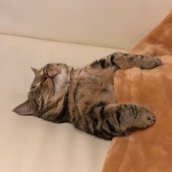 Спящий кот пикча