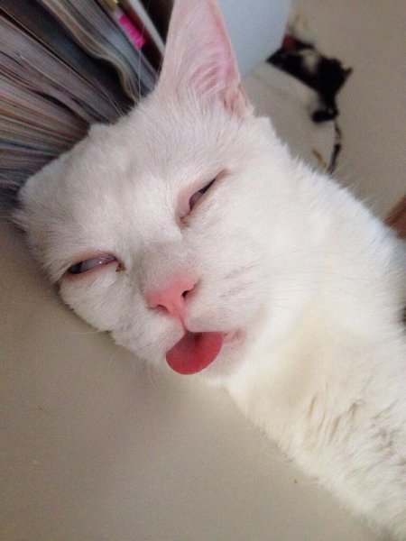 Обдолбанные коты
