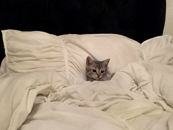 Кровать для кота