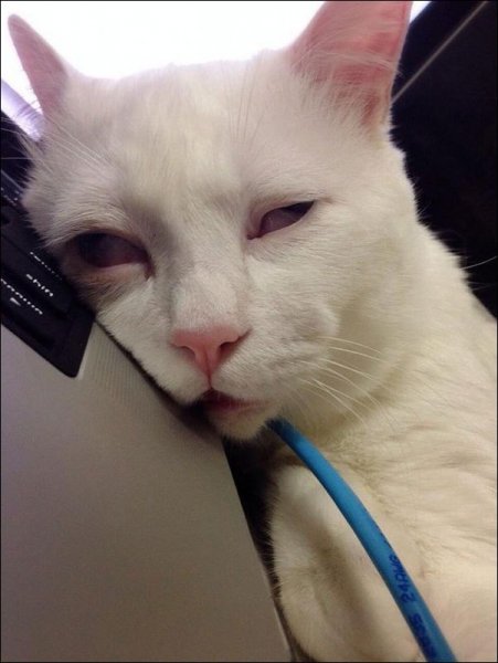 Странные морды котов