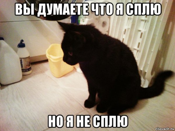 Кот не сплю я